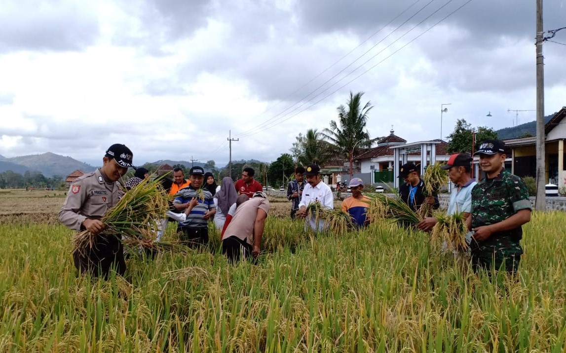 Kegiatan Demonstrasi Area Budidaya Tanaman Sehat Padi (Dem Area BTS